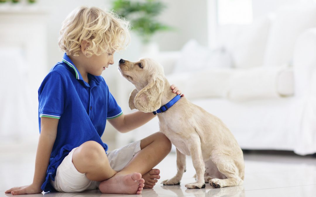 Lee más sobre el artículo Consejos básicos para el cuidado de tu mascota